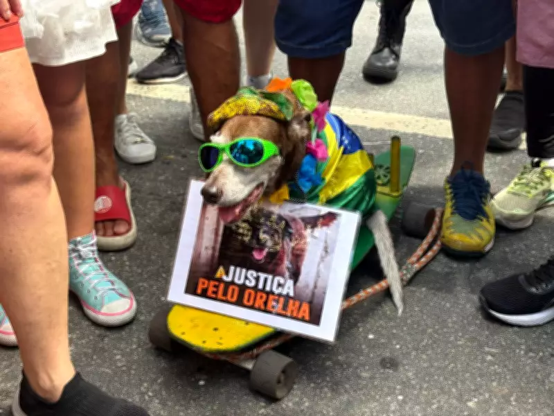 Folião homenageia cão Orelha levando seu cachorro Summer ao Galo da Madrugada
