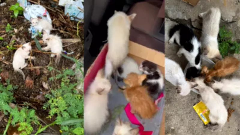 Fotógrafo resgata sete filhotes de gato abandonados no lixo e na chuva em Teresina