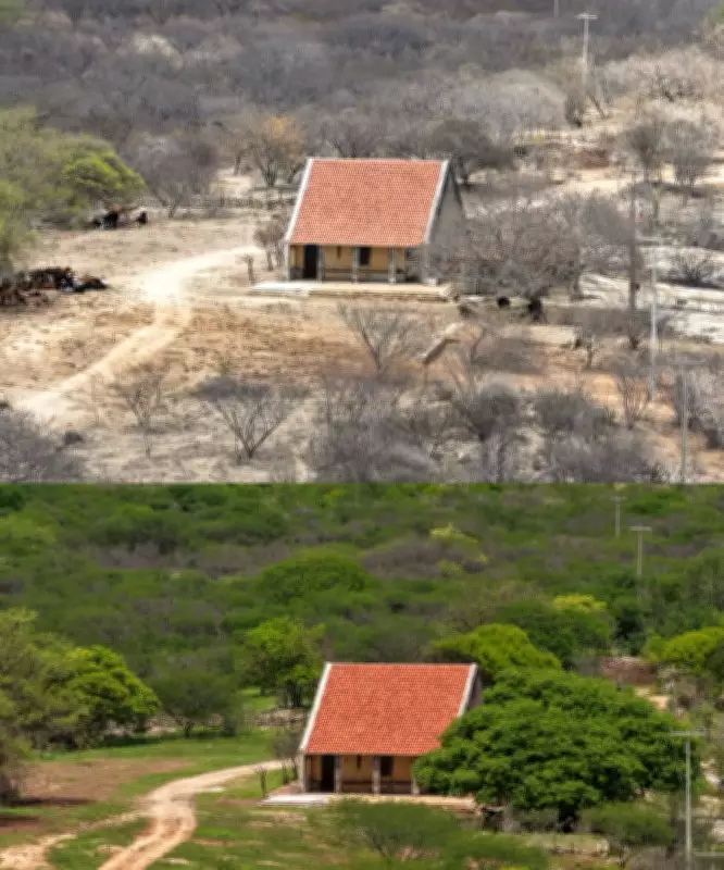 Fotos revelam transformação do sertão potiguar após chuvas, mas reservatórios seguem críticos