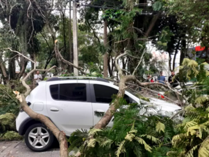 Galhos de Árvore Gigante Caem e Danificam Carros em São José dos Campos