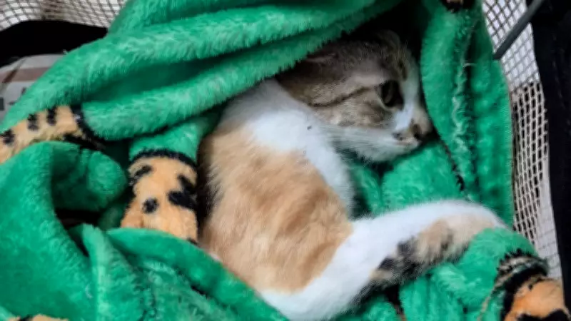 Gata sobrevive a queda do 12º andar em Curitiba; tutora recebe liberdade provisória