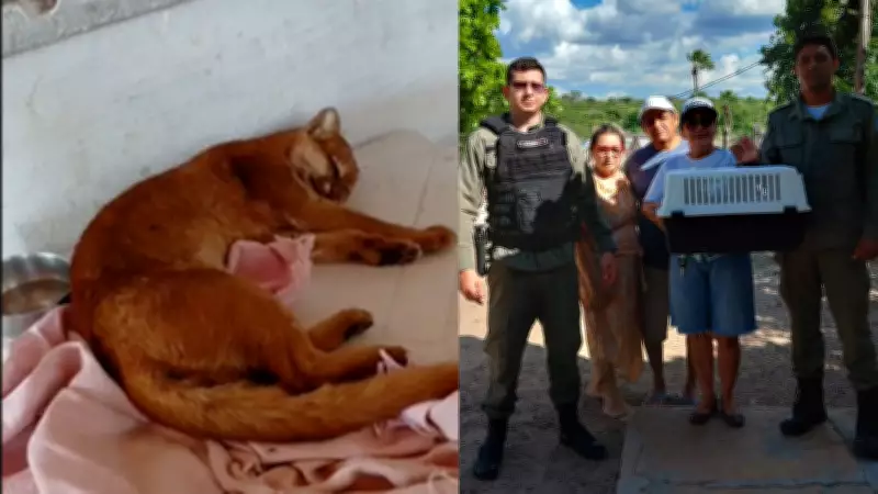 Gato-do-mato é resgatado às margens de rodovia no Norte do Piauí após ser encontrado por casal
