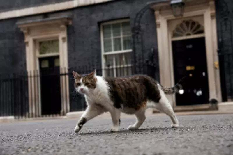 Gato Larry completa 15 anos como 'primeiro-felino' oficial do governo britânico