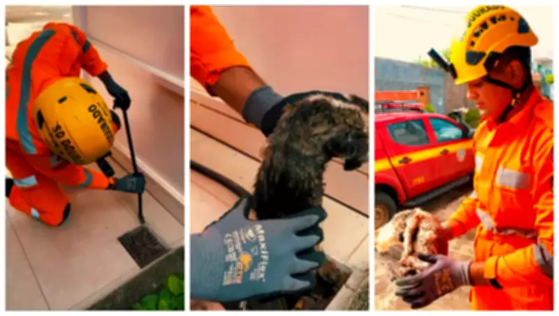 Gato é resgatado de rede de esgoto em Salinas após moradora ouvir miados