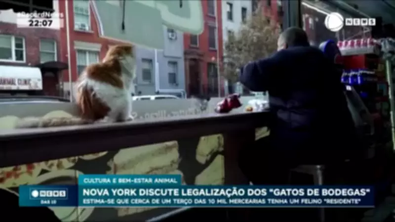 Gatos de bodega em Nova York geram debate sobre legalidade e tradição
