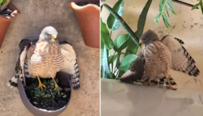 Gavião ferido com asa quebrada é resgatado em garagem de residência no interior de São Paulo