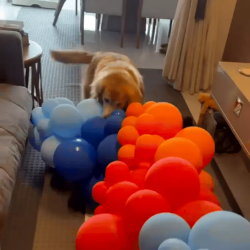 Golden Retriever é 'contratada' por condomínio para estourar balões de festa em Itajaí