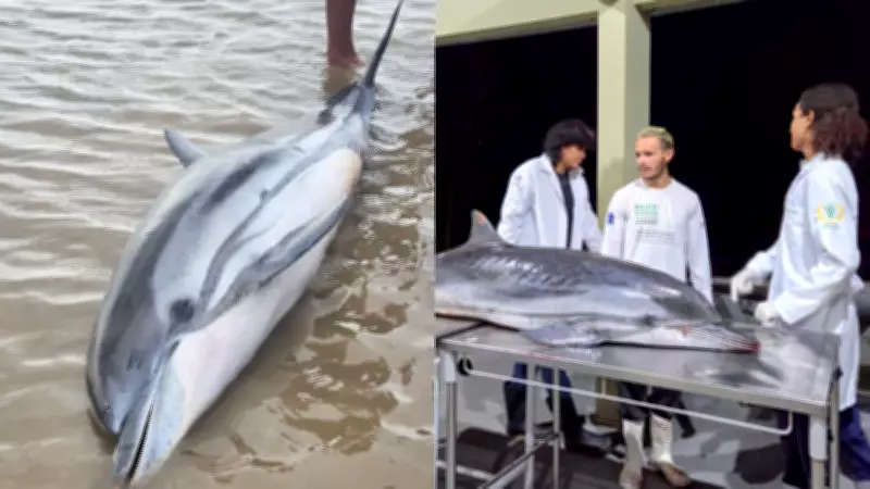 Golfinho-listrado é encontrado morto em praia de Mosqueiro, Belém