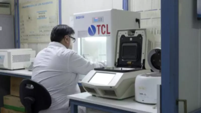 Gripe Aviária Avança na Antártida e Coloca Fauna em Risco de Extinção