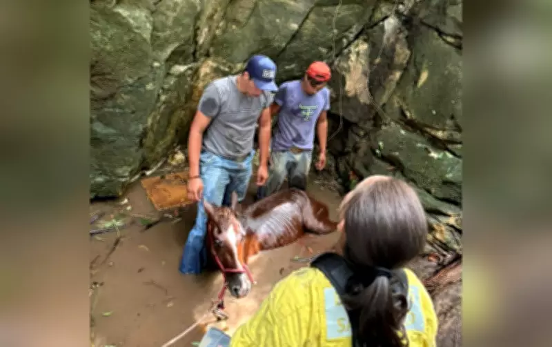 Égua é resgatada após queda de 6 metros em buraco no interior de São Paulo