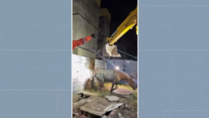 Égua é resgatada de fossa após queda em Paulista, no Grande Recife
