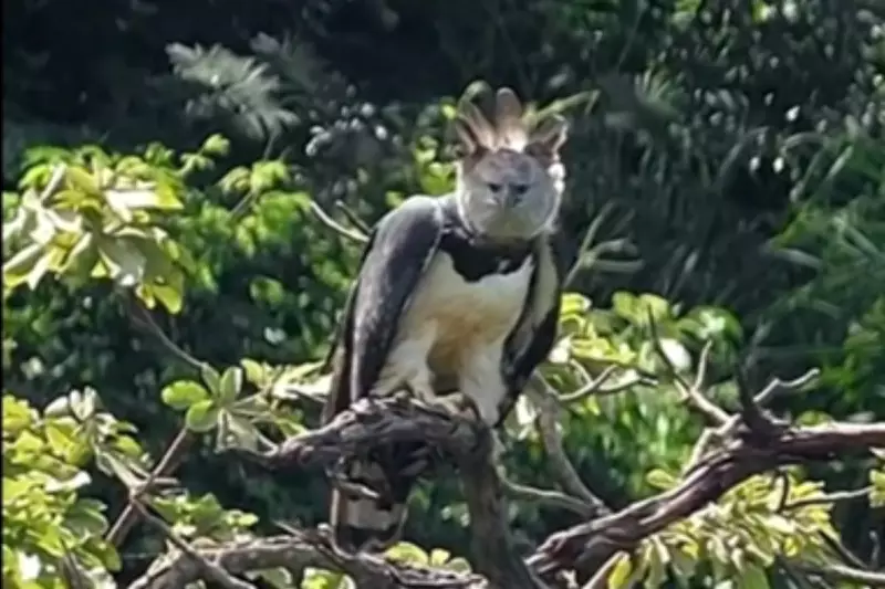 Harpia gigante é flagrada em estado de alerta no Pantanal de Mato Grosso do Sul