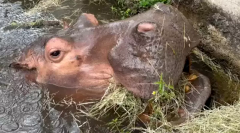 Hipopótamo Juninho, de 50 anos, morre e fecha Parque Ecológico em Leme, SP