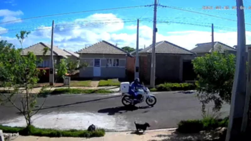 Homem é flagrado por câmera de segurança atirando pedra em cachorra comunitária em Araçatuba
