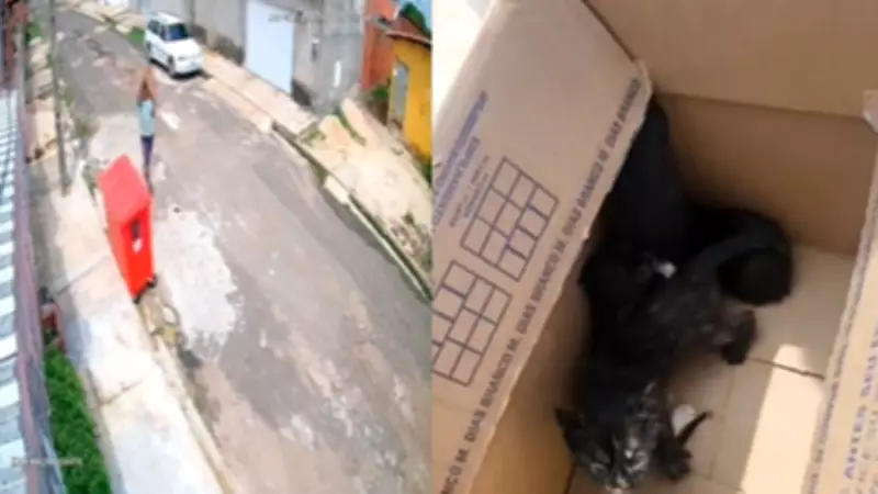 Homem é identificado após abandonar filhotes de gato em caixa na porta de abrigo em Teresina