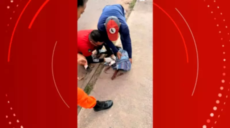 Homem é indiciado por maus-tratos após decepar pata de cachorro com facão em Macapá