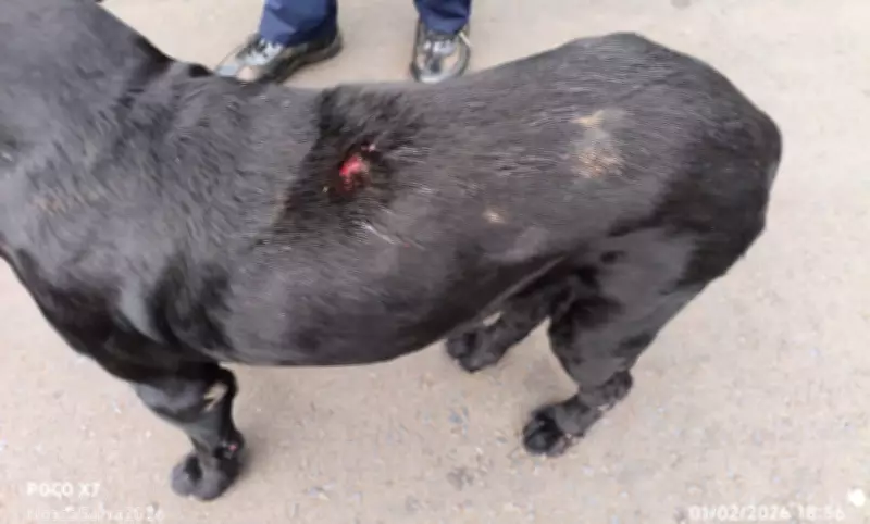 Homem é preso após agredir cachorro com barra de ferro em Monte Azul Paulista, SP