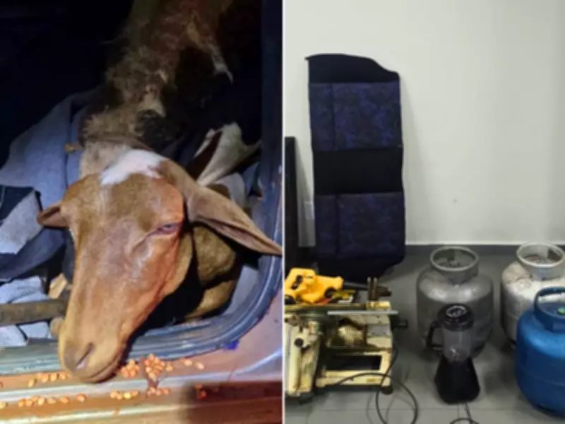 Homem é preso com carneiros furtados dentro de carro roubado em Leme (SP)