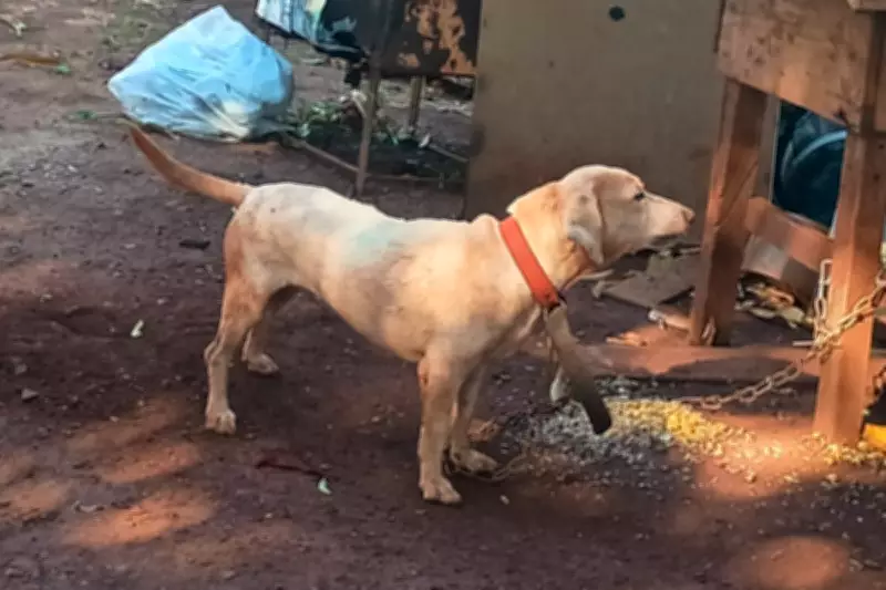 Homem é preso em flagrante por maus-tratos a cachorro em Douradina, MS