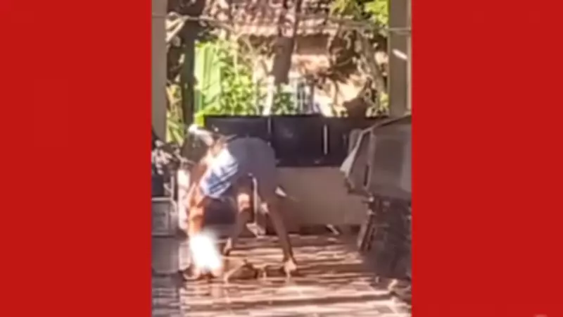 Homem é preso por maus-tratos a cadela no Marajó após denúncia de moradores