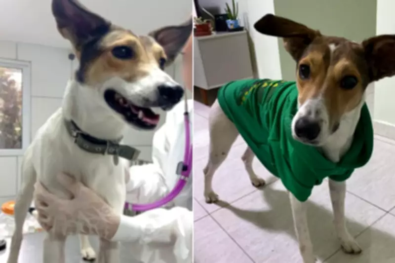 Homem é condenado por arremessar cachorro em tambor d'água durante banho em Praia Grande