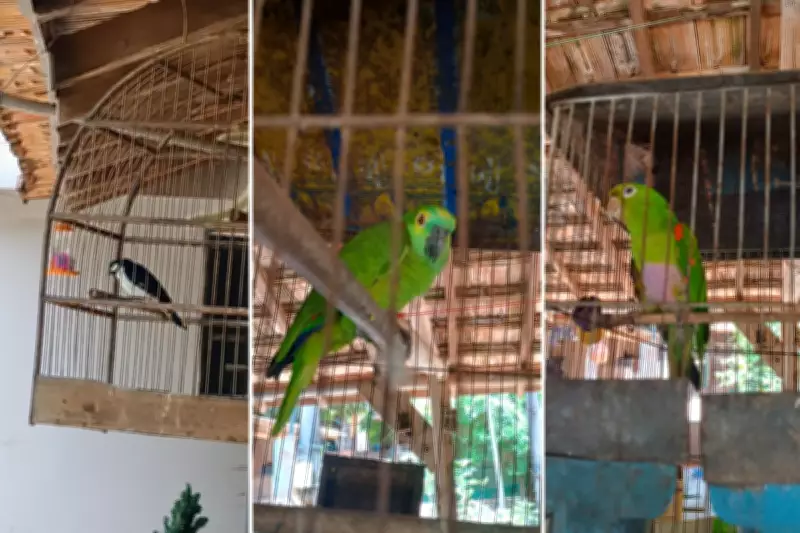 Homem de 63 anos é multado em R$ 2 mil por manter aves silvestres em cativeiro em Osvaldo Cruz