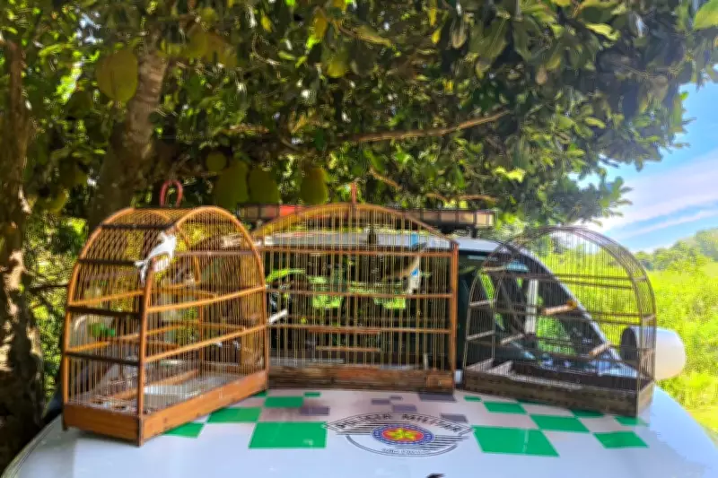 Homem multado em R$ 1,5 mil por manter aves silvestres em cativeiro em Presidente Prudente