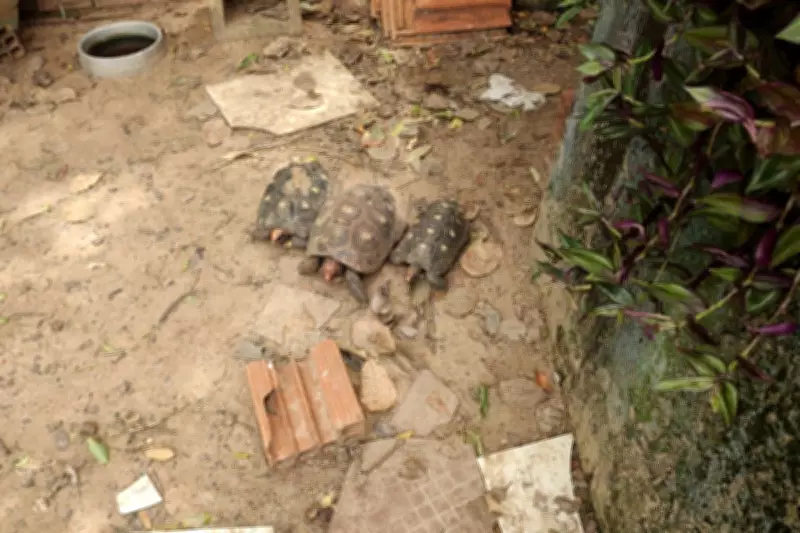 Homem é multado em R$ 3 mil por manter jabutis em cativeiro sem autorização em Adamantina