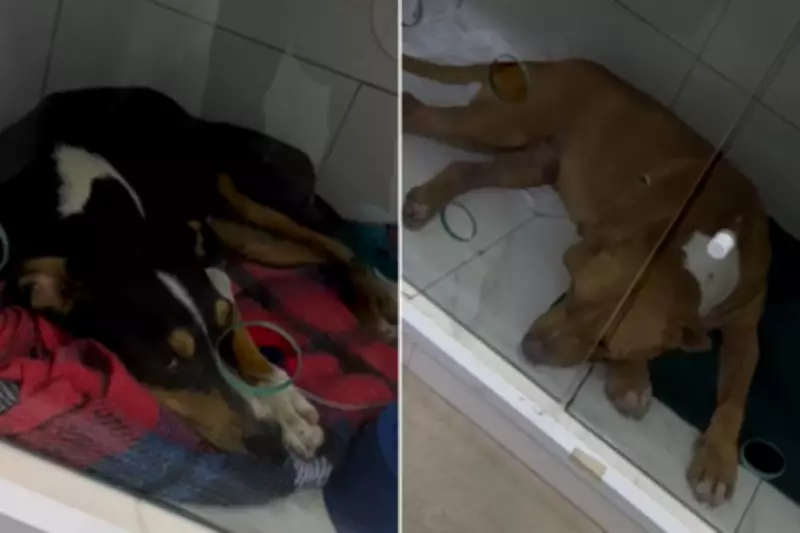 Homem é preso após agredir cachorros em treinamento violento em Praia Grande