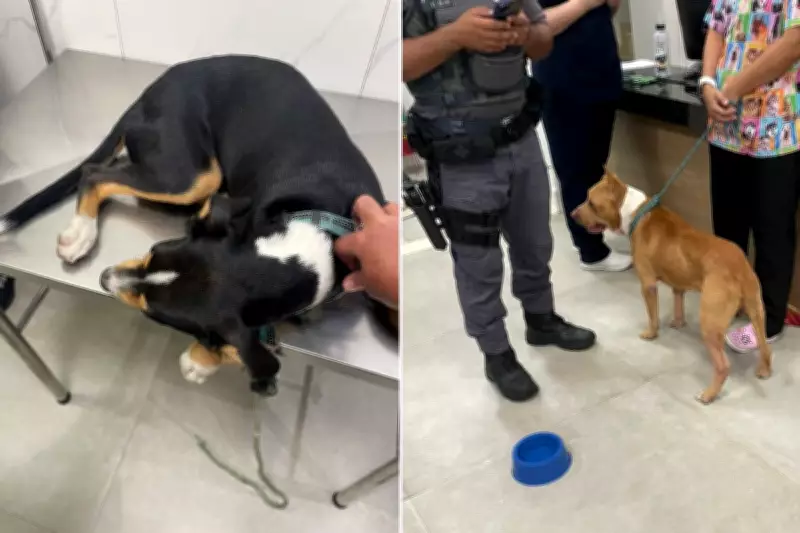 Homem é preso em flagrante por agredir cães durante suposto 'adestramento' em Praia Grande