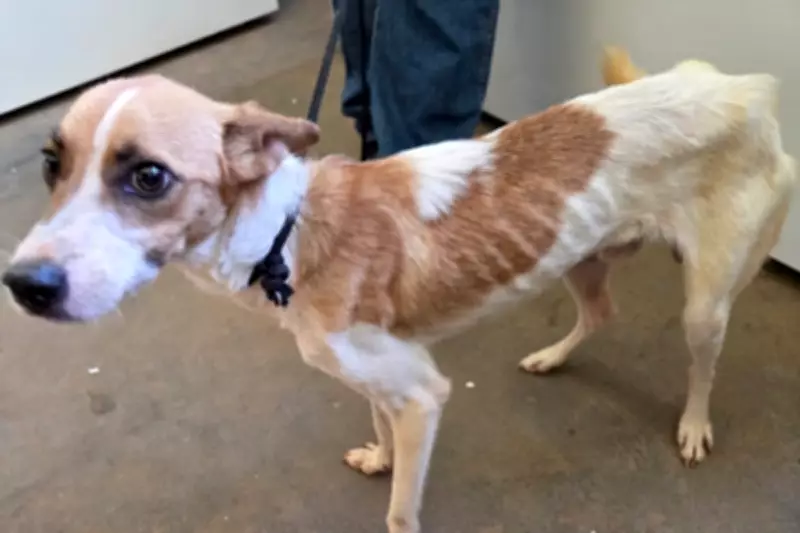 Homem é preso em flagrante por maus-tratos a cães em Anastácio, Mato Grosso do Sul