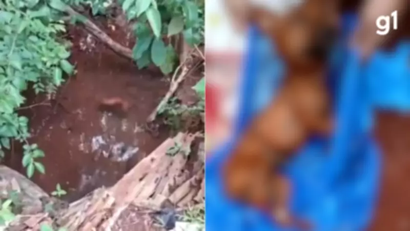 Homem é preso em Giruá por suspeita de matar cachorro e jogar corpo em vala