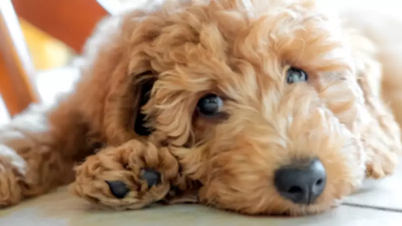 Homem preso em Pato Branco após jogar cachorro em córrego; tem histórico de agressão