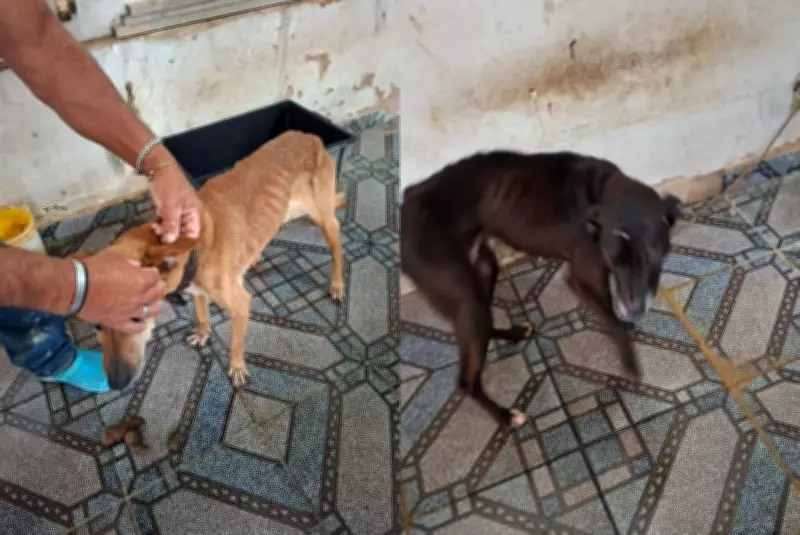 Homem é preso por maus-tratos a animais em Avaré durante Operação Escudo Animal