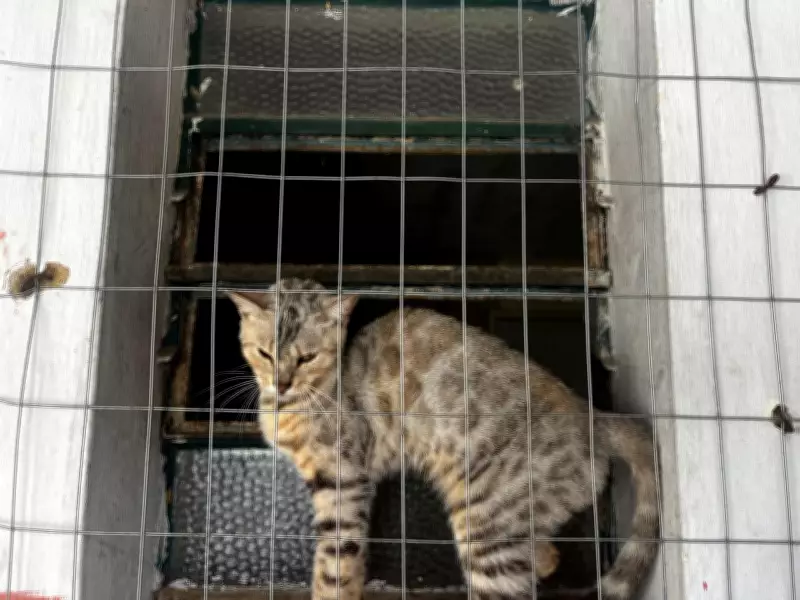 Homem é preso por maus-tratos a animais em Vassouras; 24 pets são resgatados