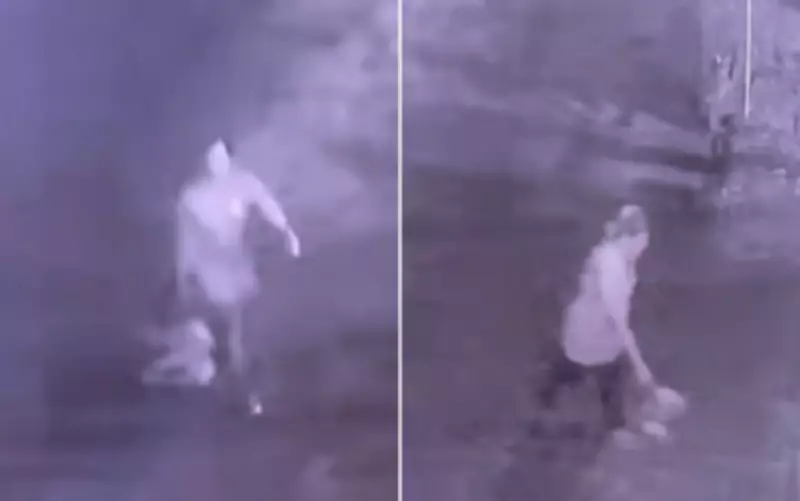 Homem é suspeito de matar pit bull a pauladas e jogar corpo em comércio em Goiás