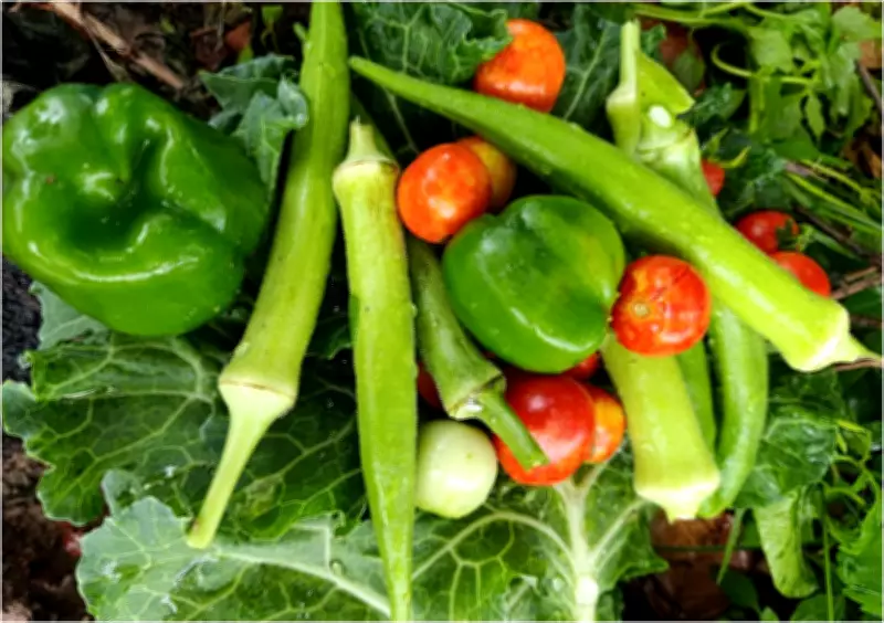 Hortas pedagógicas em escolas de Roraima unem alimentação saudável e ensino prático