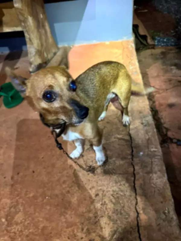 Idosa de 66 anos é resgatada de cisterna de 13 metros após cachorro alertar irmã em Montes Claros