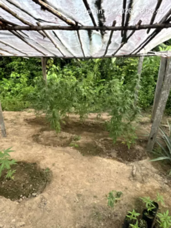 Idoso de 61 anos é preso com estufa de maconha e arma adaptada em Rorainópolis, RR