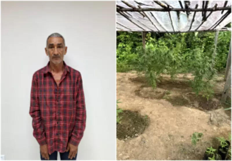 Idoso de 61 anos é preso com estufa de maconha em Rorainópolis, RR; defesa alega uso medicinal