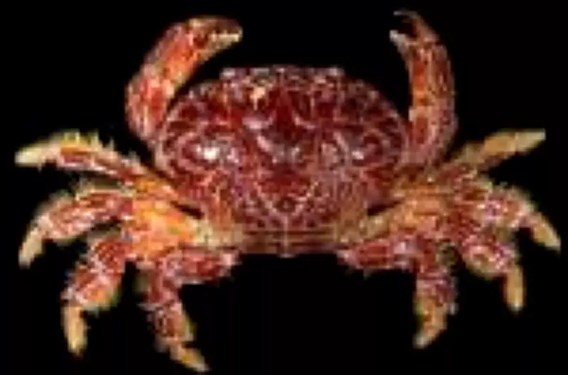 Influenciadora morre após consumir 'caranguejo do diabo' nas Filipinas