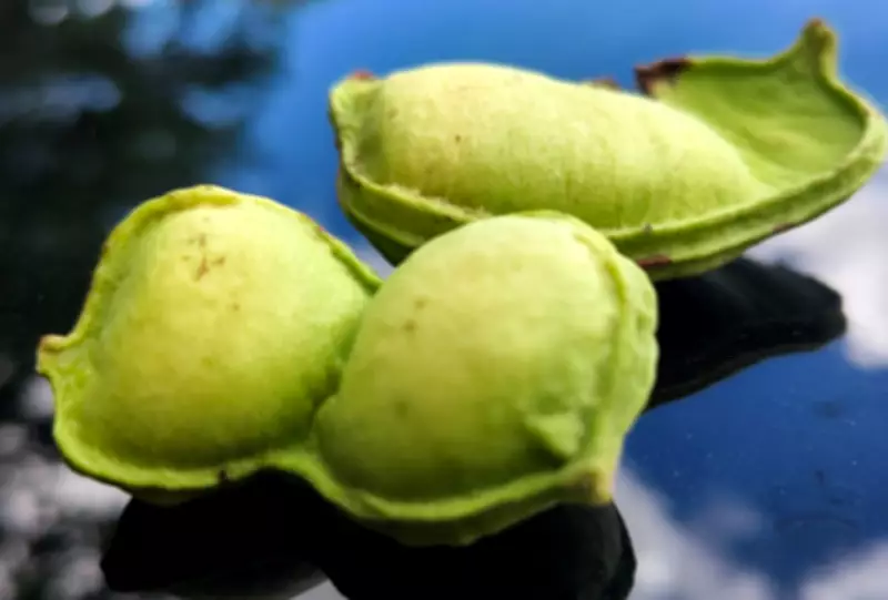 Ingá: a fruta nativa que conquistou as ruas e quintais de Campo Grande