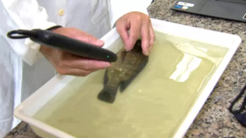 Instituto de Pesca cria banco genético de tilápia para aprimorar aquicultura nacional