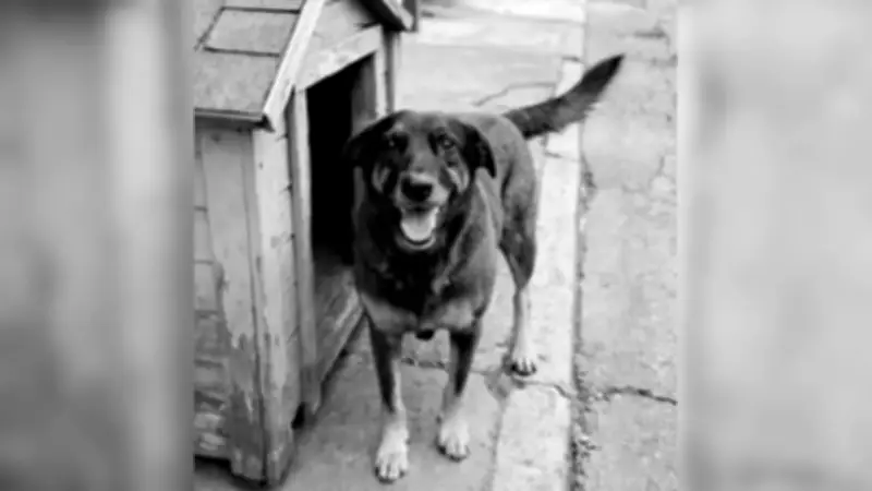 Investigação sobre ataque a cão Orelha em Florianópolis enfrenta desafios e prazo