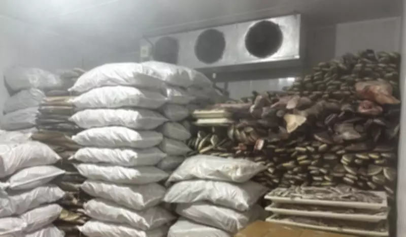 Ipaam apreende 100 toneladas de pescado ilegal em Manacapuru e multa frigorífico em R$ 2 milhões