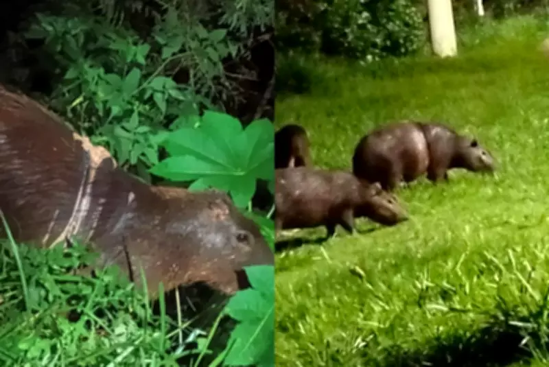 Itapetininga mobiliza operação para resgatar capivaras feridas com anéis metálicos