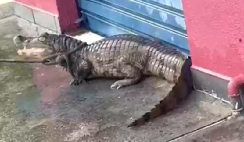 Jacaré é resgatado após aparecer em avenida de Manaus durante chuva