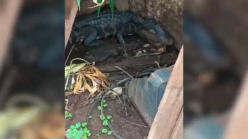 Jacaré-anão é resgatado em rua de Mira Estrela, SP, e devolvido à natureza