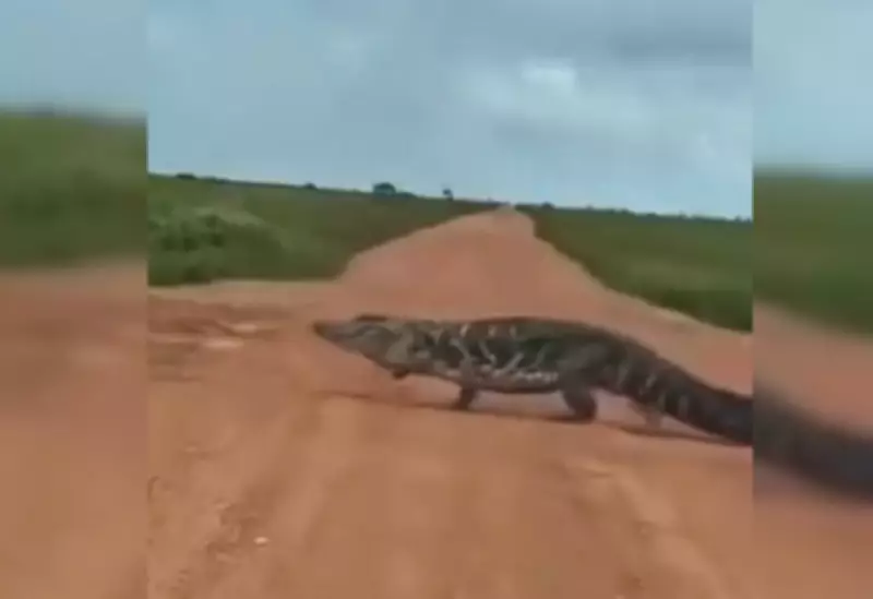 Jacaré-açu gigante atravessa estrada no interior do Tocantins e impressiona moradores