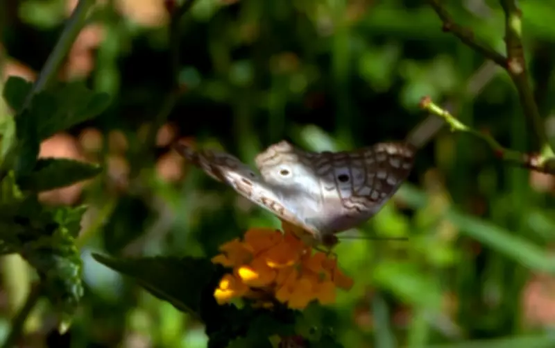 Jardim comunitário em MG homenageia jovem vítima de feminicídio com memória e luta